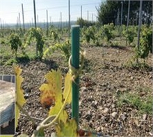 Tuteurs composites pour palissage des vignes